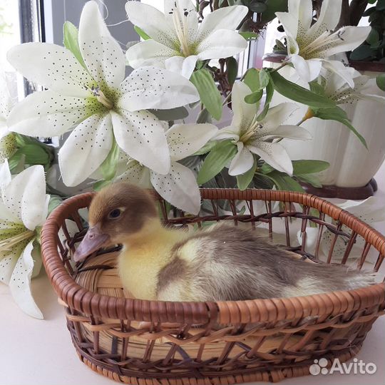 Мускусные индоутята