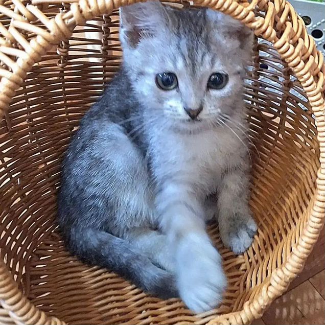 Котёнок в добрые руки