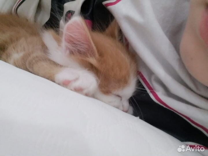 Котята отдам в добрые руки бесплатно