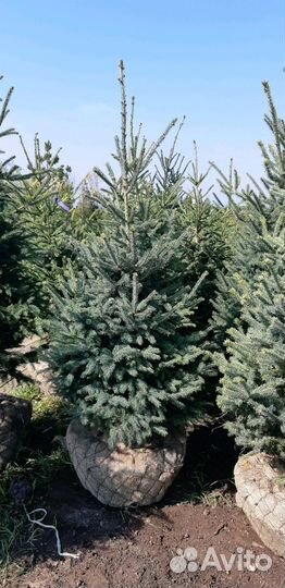 Саженцы ели канадской