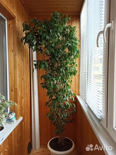 Фикус бенджамина