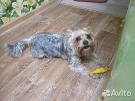 Случка собак