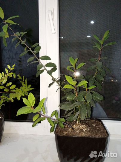 Лавровый лист