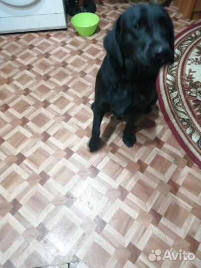 Найдена собака