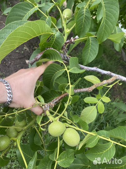 Саженцы грецкого ореха, морозостойкие