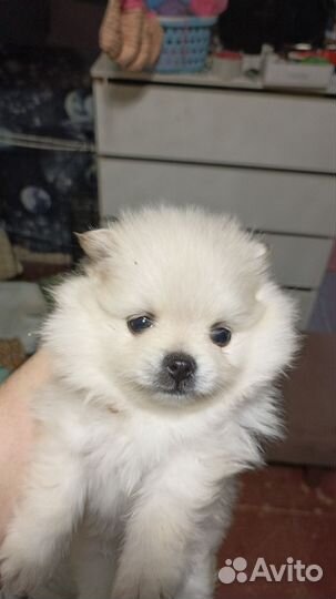 Щенки шпица