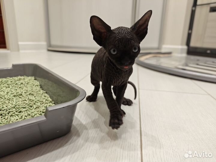 Котята сфинкса