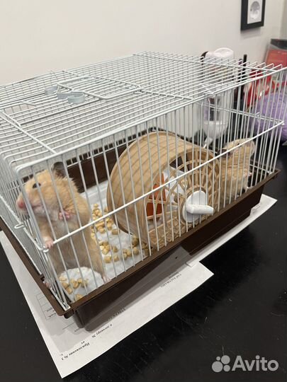 Сирийский хомяк с клеткой