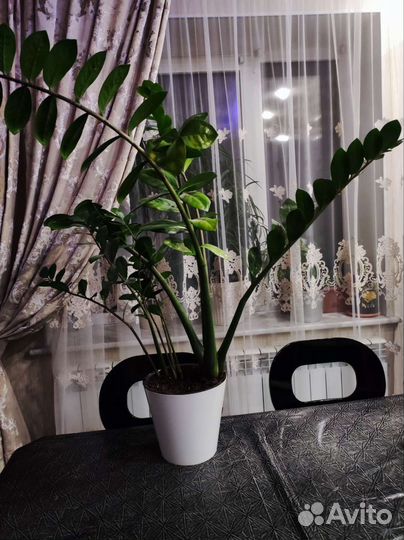 Декабрист, замиокулькас