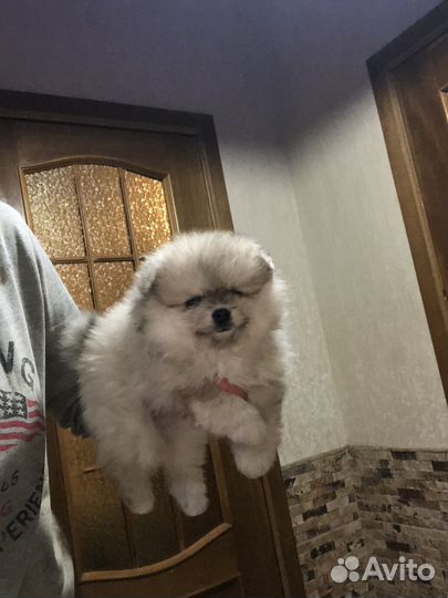 Шпицули для вас