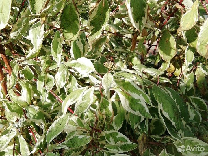 Дерен пестролистный 3 года