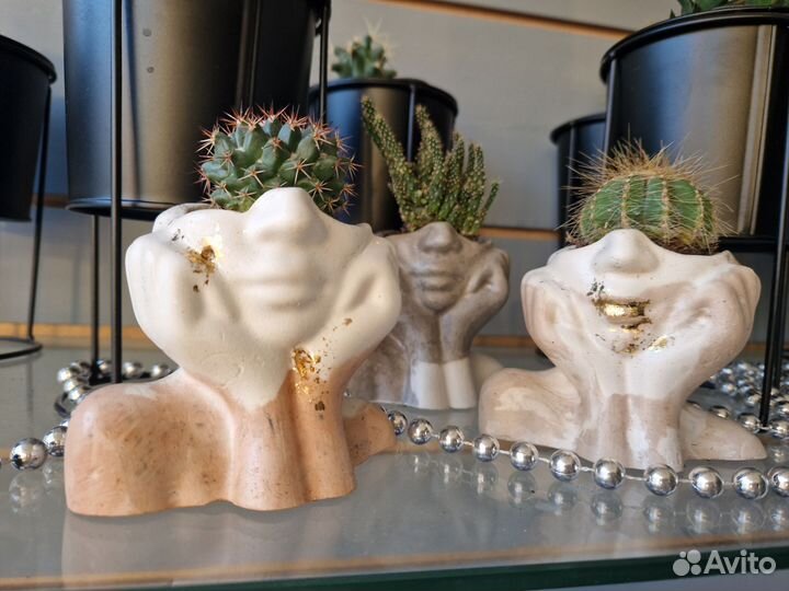 Комнатные цветы, драцена, золотой ус, хлорофитум