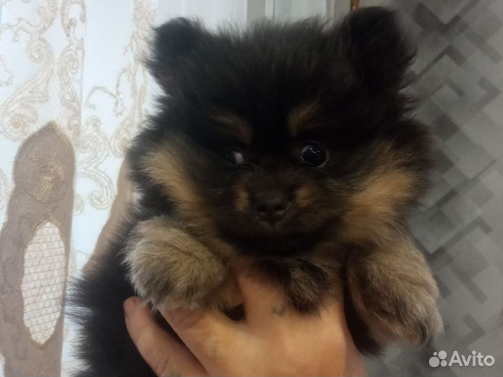 Померанский шпиц мини