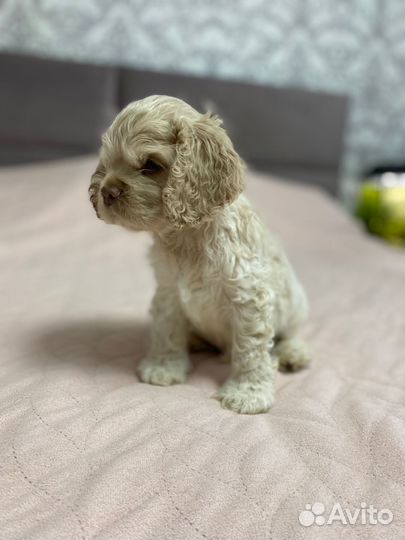 Кокер спаниель