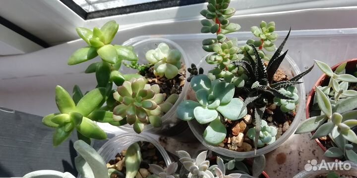 Суккуленты садик, микс