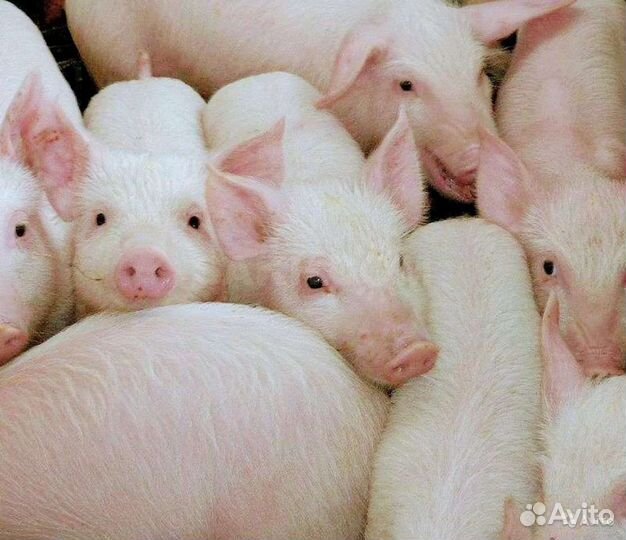 Продаются поросята