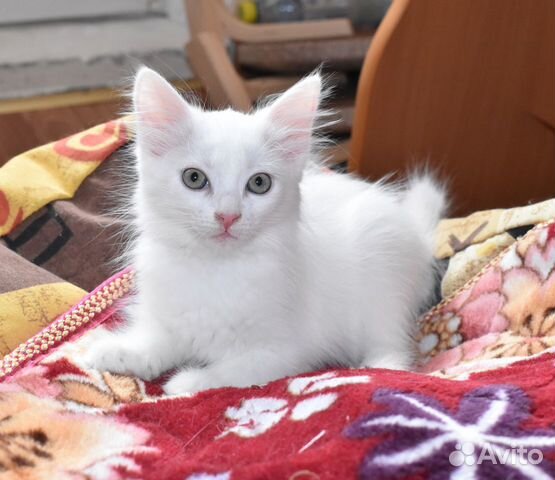 Котики псков