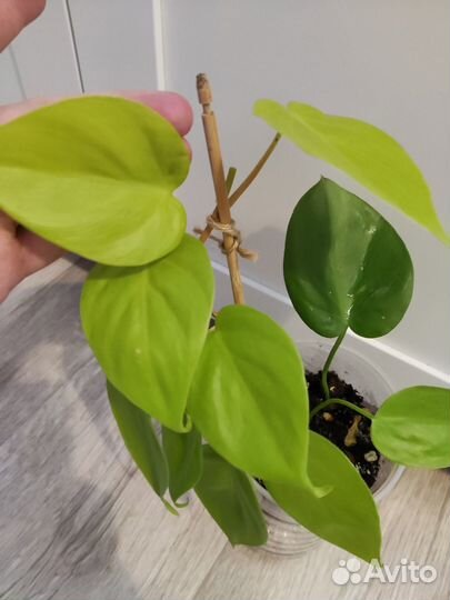 Комнатные растения