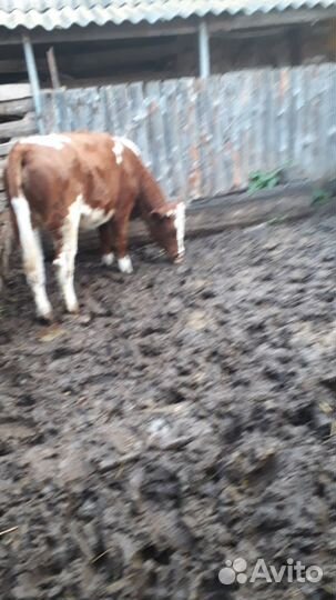 Продается тёлка (на молоко)