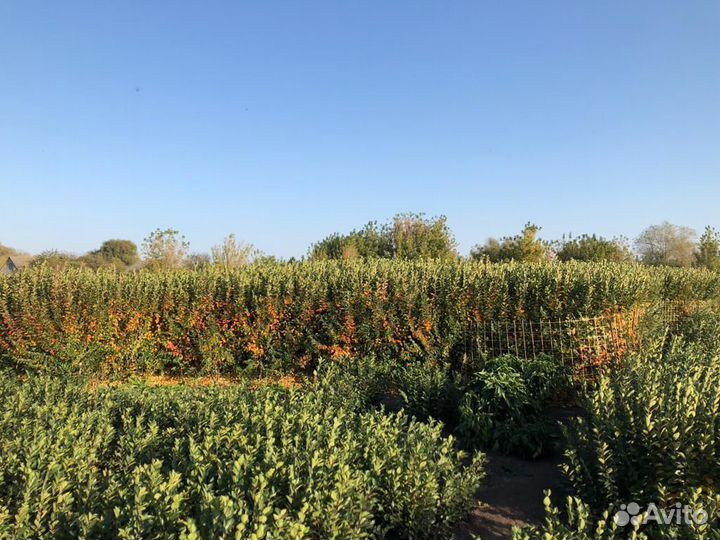 Кизильник блестящий