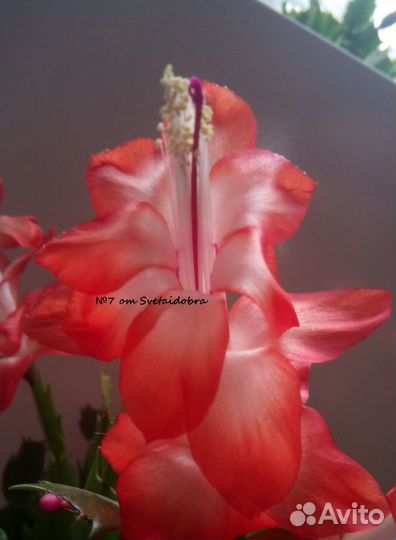 Шлюмбергера(декабрист, рождественник, зигокактус)