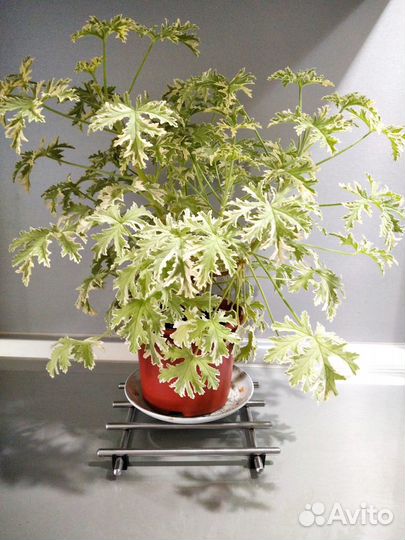 Пеларгония душистая Lady Plymouth