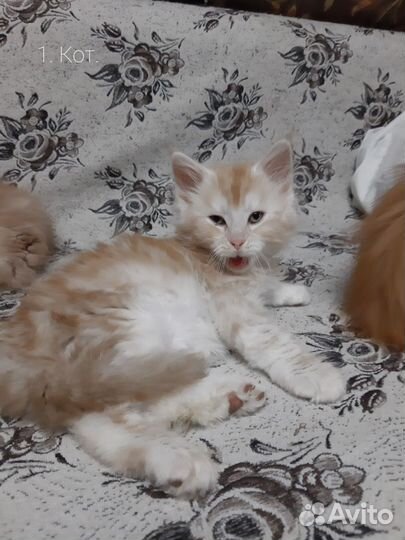 Котята мейн-кун