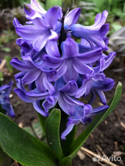 Луковичные и многолетние цветы