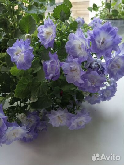 Кампанула махровая(любовник)