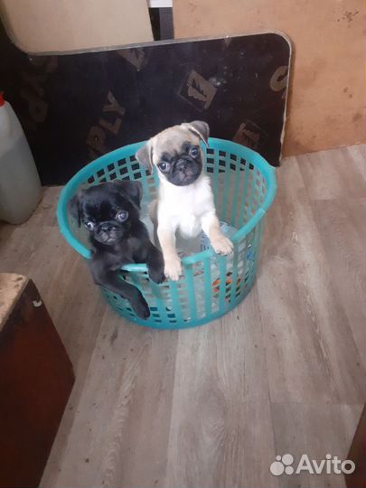 Щенки мопса девочки