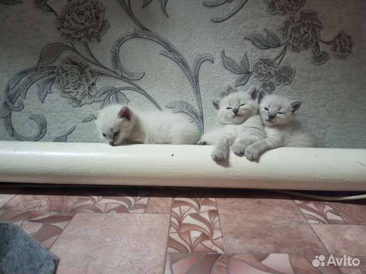 Шотландские котята