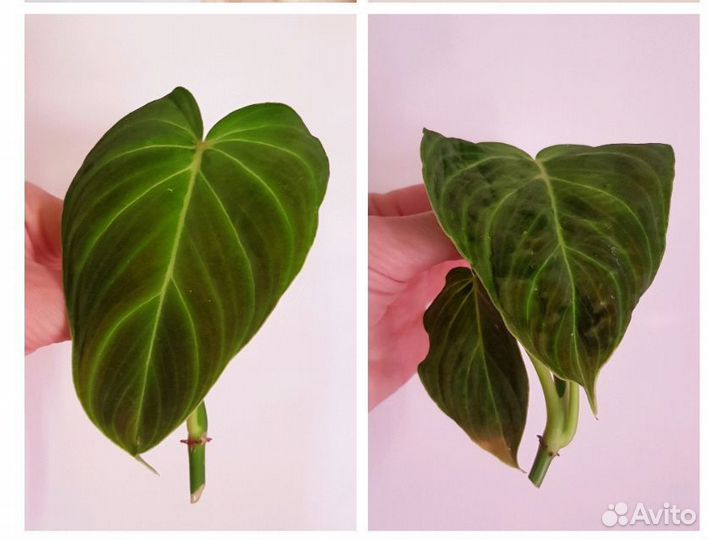 Филодендрон, сингониум и др