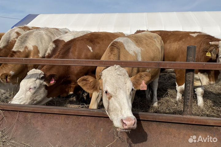 Быки тёлки молодняк хряки вынужденный забой