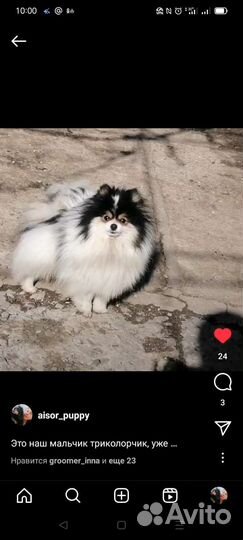 Шпице девочки - красотки