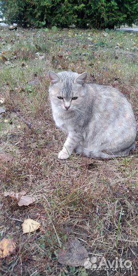Кошки в добрые руки бесплатно