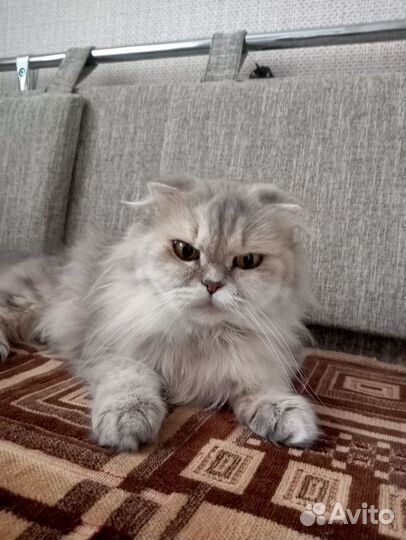 Отдам кошечку