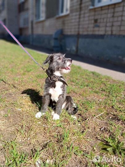 Очень ласковый щенок