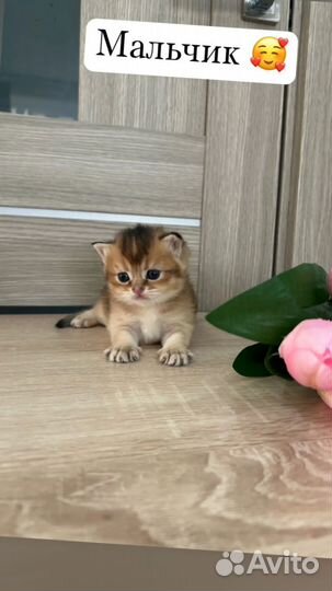 Шотландские золотые шиншилла