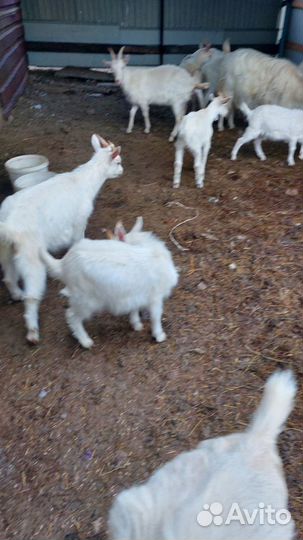 Зааненские козы дойные и козлята