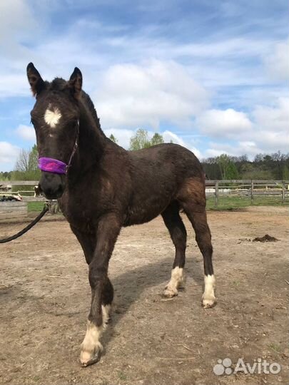Жеребчик полутяж 6 месяцев