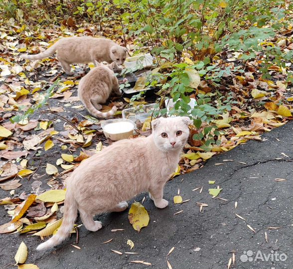 Вислоухий котенок