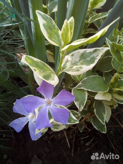 Садовые многолетники