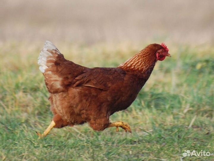 Куры несушки породы Леггорн