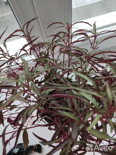 Продам цветы комнатные