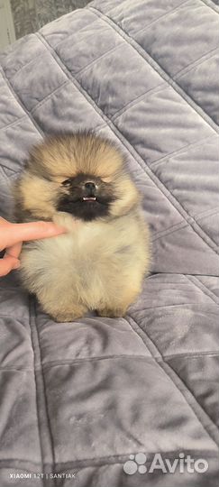 Померанский шпиц