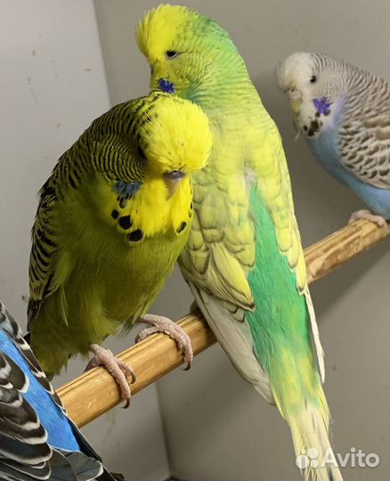 Чехи пара молодежь