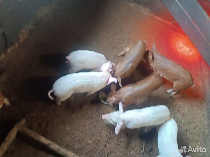 Поросята