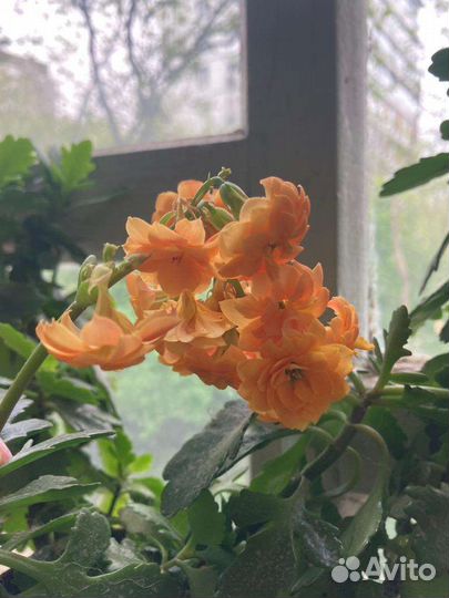 Сингониум,Замиокулькас и др