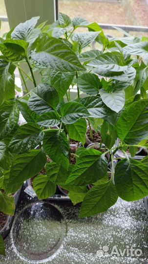 Рассада помидор и перцев, баклажаны. Доставка