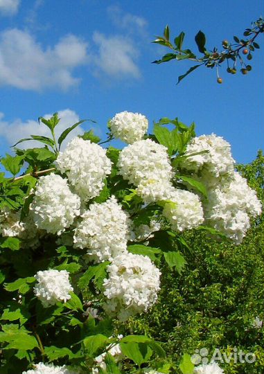 Жимолость каприфоль